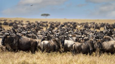 a big group of wildebeest walks in the plains of the serengeti