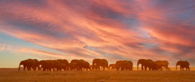 Gün batımında fil sürüsü