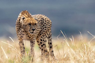 cheetah cub in the savannah of kenya clipart