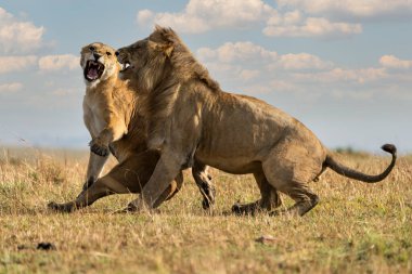Masai Mara, Namibya 'da aslan (panthera leo)