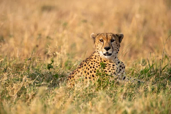 Cheetah Savannah Kenya — Stock Photo, Image