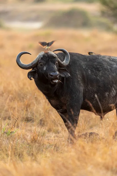 Buffalo Grazes African Plains — Stock Photo, Image
