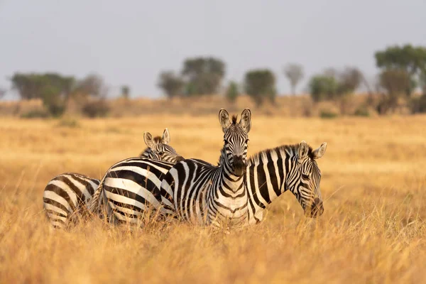 Zebra Savana — Fotografia de Stock