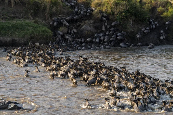 Group Wildebeest Crosses River Annual Migration — Stock Photo, Image