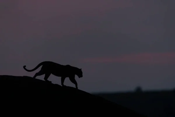 Silueta Leopardo Por Noche —  Fotos de Stock