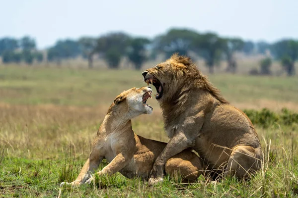 Leão Savana Kenya — Fotografia de Stock