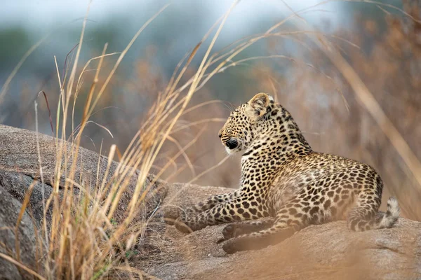 Cheetah Vilar Den Afrikanska Savannen Sydafrika — Stockfoto