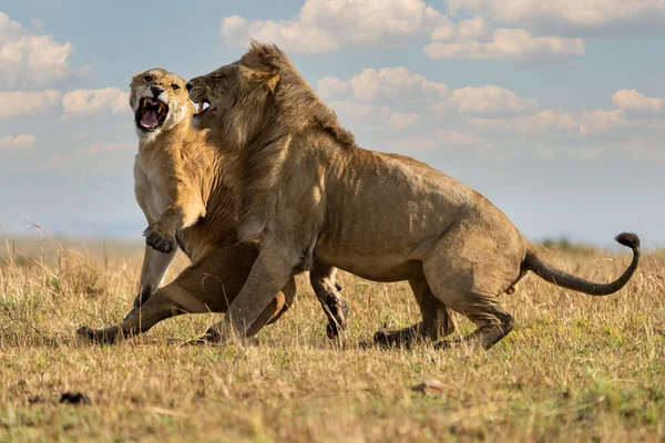 Лев Panthera Leo Масаи Мара Обия — стоковое фото