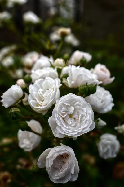 White Roses Garden — Stock Photo, Image