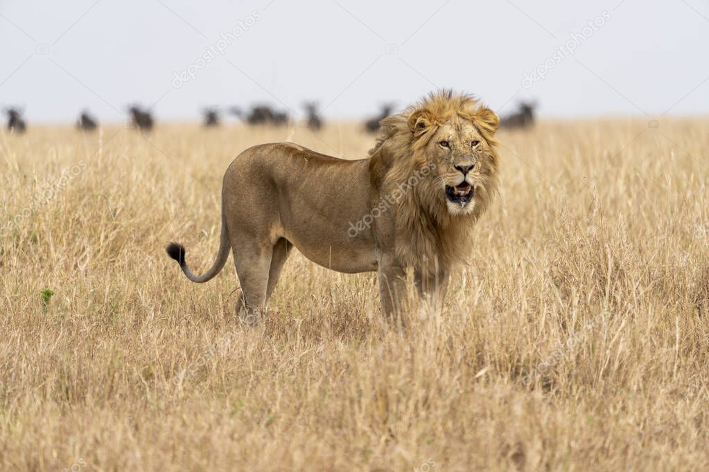 male lion in the savannah of kenya
