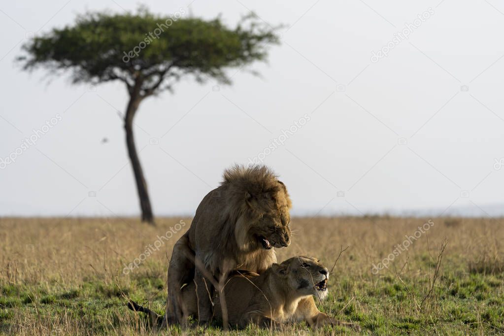 lion in the savannah of kenya