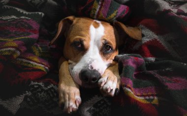 Battaniyeli şirin bir köpek yavrusu, sade bir görüntü. Staffordshire Teriyeri köpeği battaniyede dinleniyor, yakın plan portre.