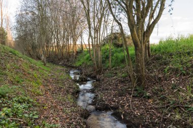 Nehir ağaçların arasından özgürce akıyor.