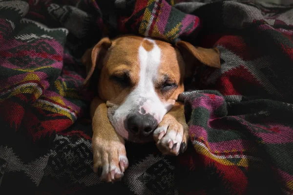 Carino Cucciolo Addormentato Una Coperta Immagine Low Key Staffordshire Terrier — Foto Stock