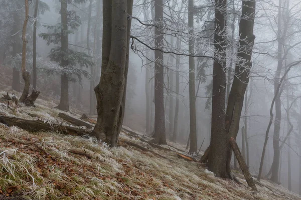 Parc National Velka Fatra Dans Nord Slovaquie — Photo