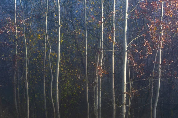 Forêt Automnale Dans Les Contreforts Chaîne Montagnes Mala Fatra Slovaquie — Photo