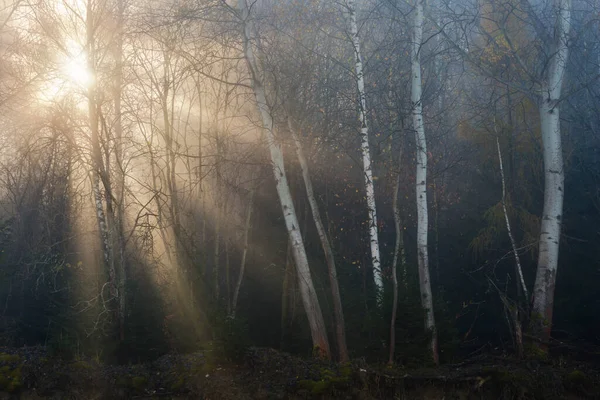 Forêt Automnale Dans Les Contreforts Chaîne Montagnes Velka Fatra Slovaquie — Photo