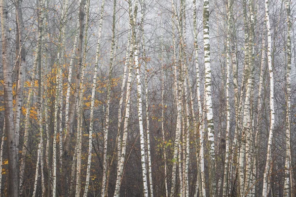 Autumnal Forest Foothills Velka Fatra Mountain Range Slovakia — Stock Photo, Image