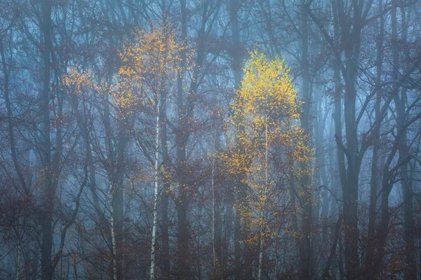Podzimní Lesy Úpatí Pohoří Malá Fatra Slovensko — Stock fotografie