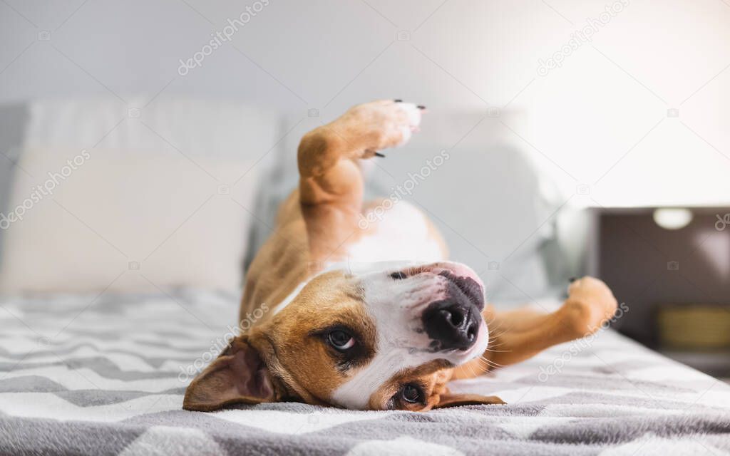Funny dog chilling on the bed upside down. Pets at home, relaxing, puppy feeling calm and comfortable, indoors lifestyle