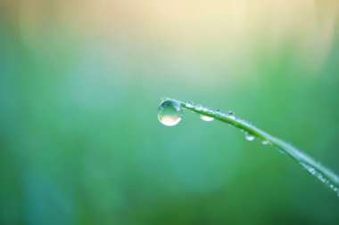 Yağmurlu günlerde yaprağın üzerindeki yağmur damlası