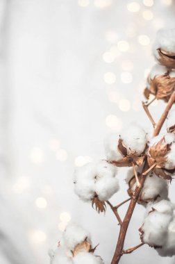 Beyaz arka planda ışıklarla kaplı doğal bir pamuk dalı.