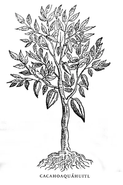 Cocoa Tree 18Th Century Engraving Francisco Hernandez Historia Plantarum Novae — Stock Photo, Image