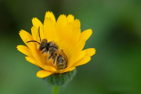 Biene Auf Einer Gelben Blume Die Frühmorgens Schläft — Stockfoto