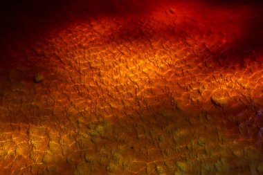 Rio Tinto 'nun kırmızı suları, eritilmiş minerallerle boyanmış, özellikle demirle. Endülüs, İspanya