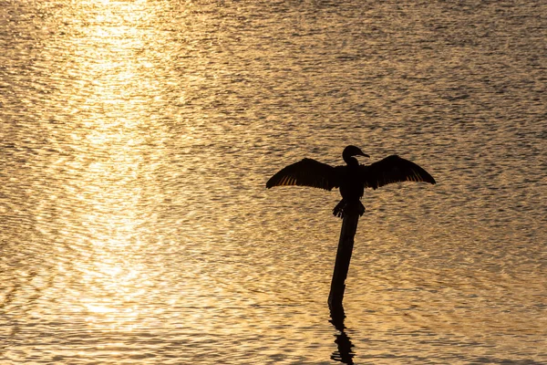 Όμορφη Θέα Ηλιοβασίλεμα Στη Λιμνοθάλασσα Και Πουλί Ανοιχτά Φτερά Στην — Φωτογραφία Αρχείου