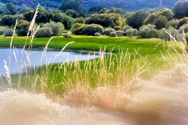 Lago Sanabria Nature Reserve Zamora Province Castilla Leon Spain — Stock Photo, Image