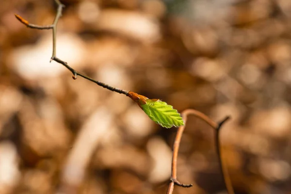 Mică Frunză Verde Atunci Când Apare Floare Strânsă — Fotografie, imagine de stoc