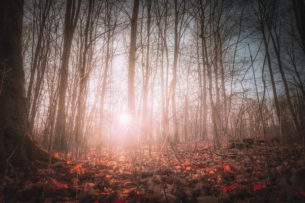 Ένα Ηλιόλουστο Δάσος Πρωί Του Δεκεμβρίου Φθινοπωρινή Ατμόσφαιρα — Φωτογραφία Αρχείου