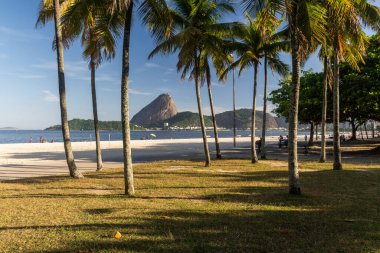 Brezilya, Rio de Janeiro 'daki Flamengo Sahili' nden görünen hindistan cevizi palmiyelerinin arkasındaki Sugar Loaf Dağı 'na güzel bir manzara.