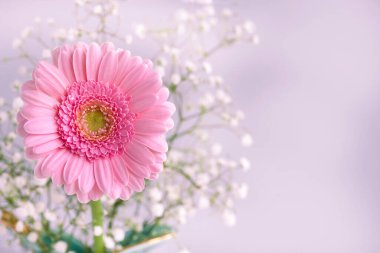 Oldukça pembe narin Gerbera çiçeği fotokopi alanı sağda.