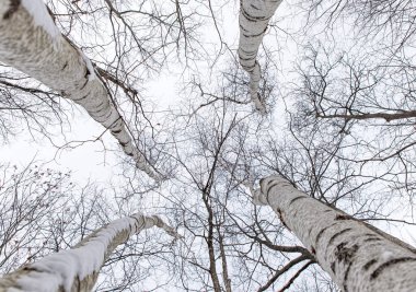 Ormandaki huş ağaçlarının çıplak dallarına bakıyorum..