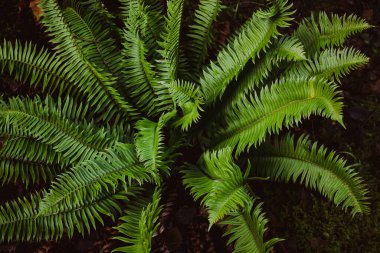 Kuzeybatı ormanlarında yemyeşil eğrelti otları kıvrılır