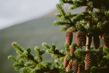 Detail of bright green pine tree with brown pine cones in focus clipart