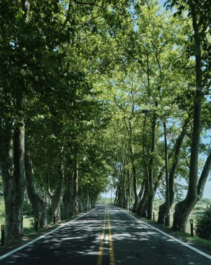 Uruguay 'daki bir ağaç tünelinden geçen araba rotasından bir resim.