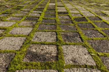 Yeşil otlar seni kaldırım taşları gibi sarar.