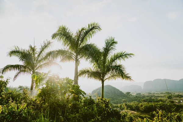 Mountain Landscape Sunset Warm Glow Palm Trees — Stock Photo, Image