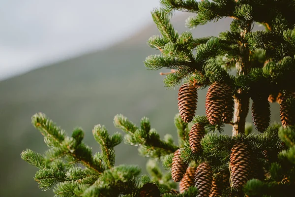 Detail Bright Green Pine Tree Brown Pine Cones Focus — Stock Photo, Image