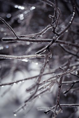 Ay ışığında buzlu ağaç dalları