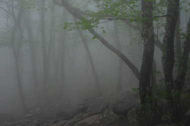 Orman yolu sisle kaplanmış.