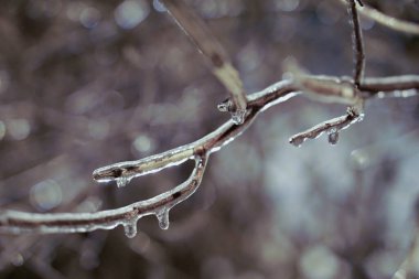 Ay ışığında buzlu ağaç dalları