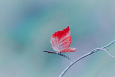 Kış mevsiminde doğada kuru kırmızı yaprak