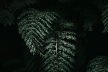 Yeşil ormandaki eğreltiotu bitkilerinin yakın çekimi