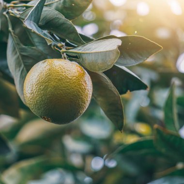 portakal suyu, sağlıklı yiyecek.