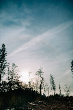 Yangın Yaban Diyarı Yangınları 'ndan Hasarlı Tepe manzarası