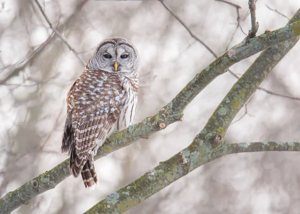 Close Barred Owl Sitting Bare Branch Tree Cloudy Day — Stock Photo, Image